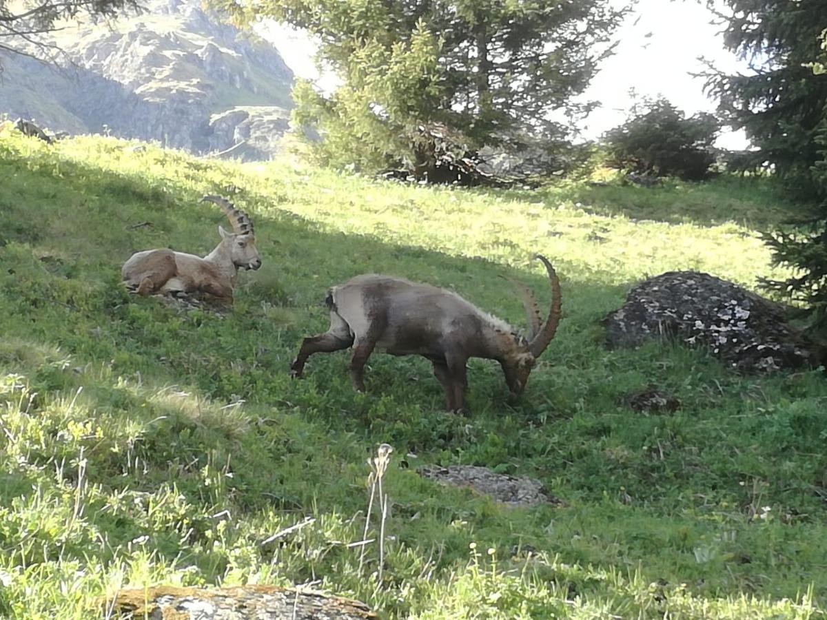 Le Cocon Du Catogne Proche Martigny Verbier - Netflix - Valettes Zewnętrze zdjęcie
